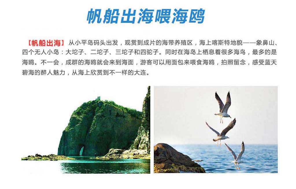 海鸥.jpg